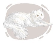 Angora