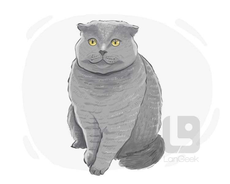British Shorthair definition and meaning