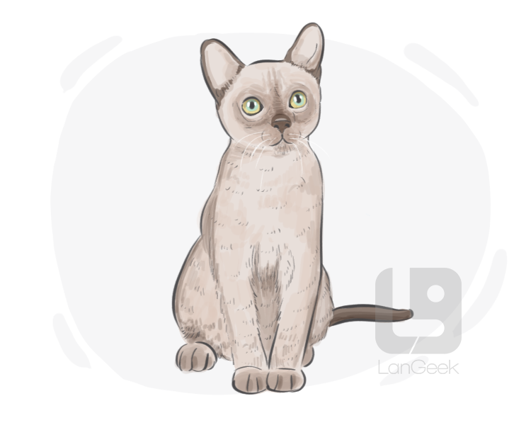 Burmese cat definition and meaning