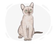 Burmese cat