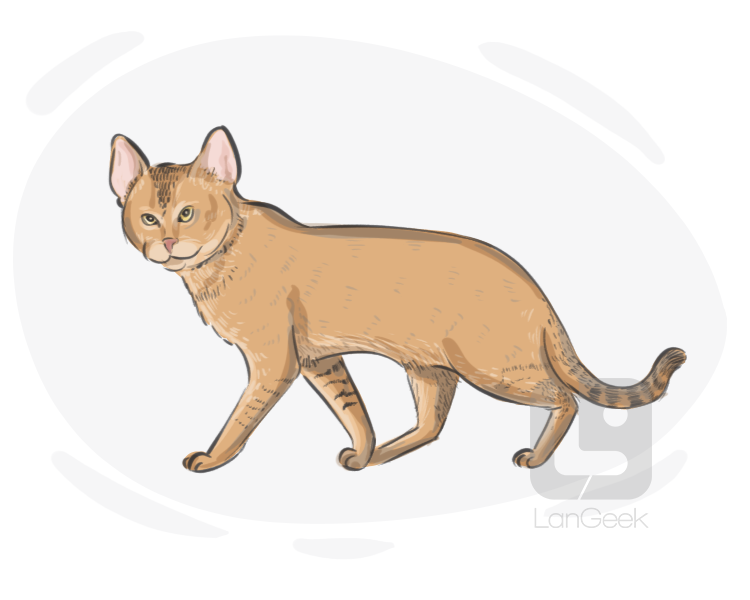 Chausie definition and meaning