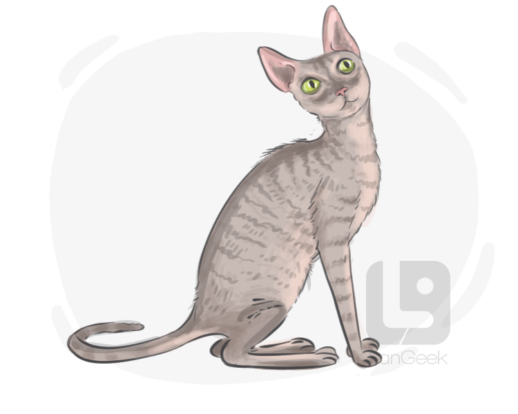 Cornish Rex definition and meaning