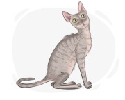 Cornish Rex