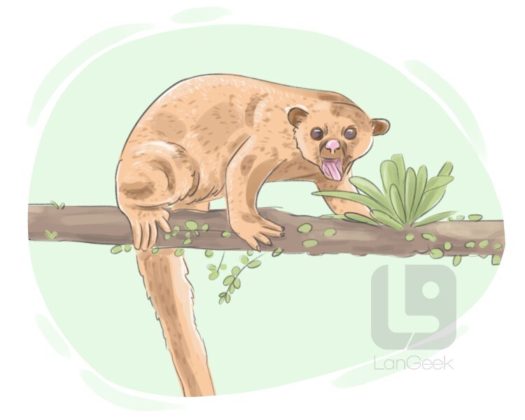 kinkajou definition and meaning