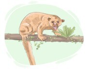 kinkajou