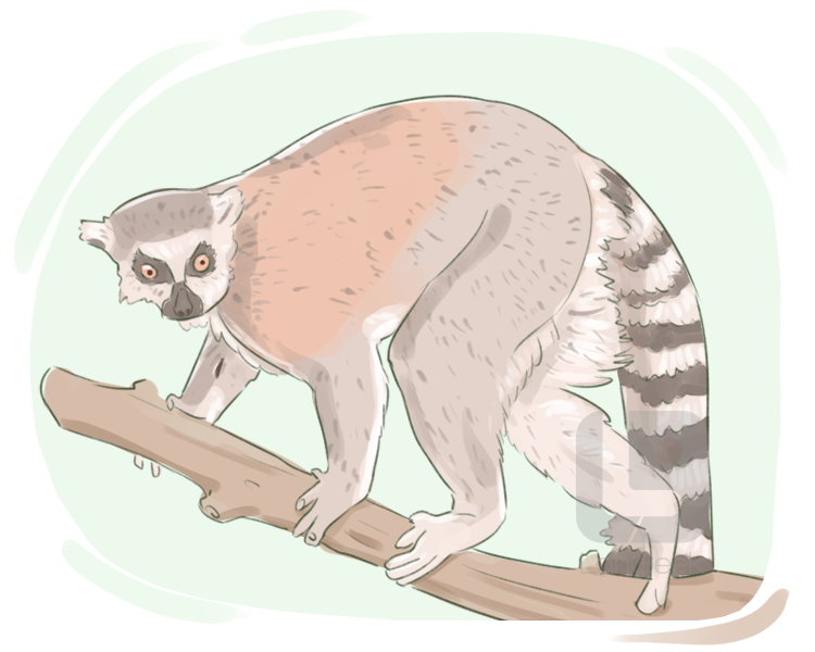 ring-tailed lemur definition and meaning