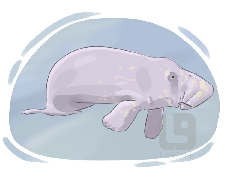 Definition & Meaning of "Manatee" | LanGeek