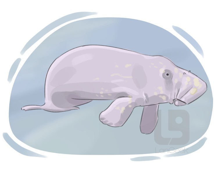 manatee definition and meaning