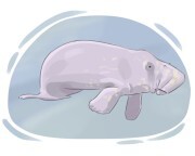 manatee