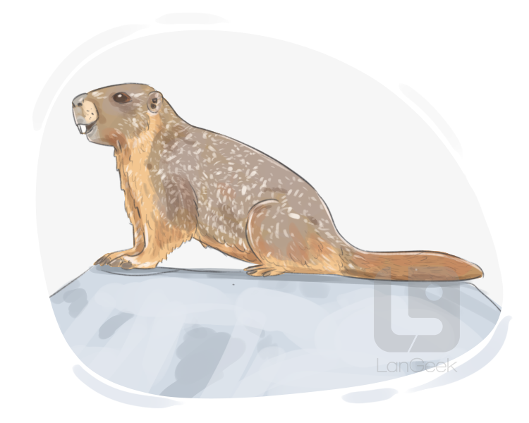 marmot definition and meaning