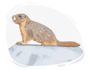 marmot