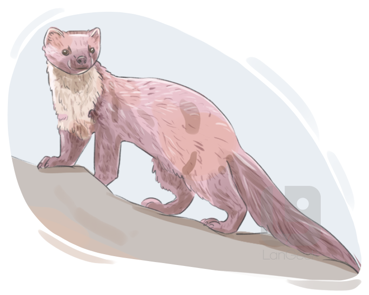 marten definition and meaning