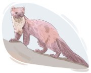 marten
