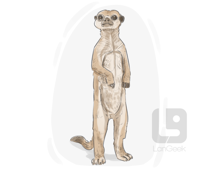 meerkat definition and meaning