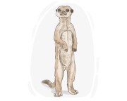 meerkat