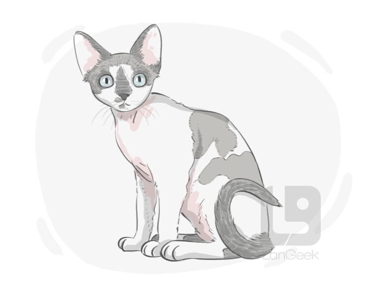 Devon Rex definition and meaning