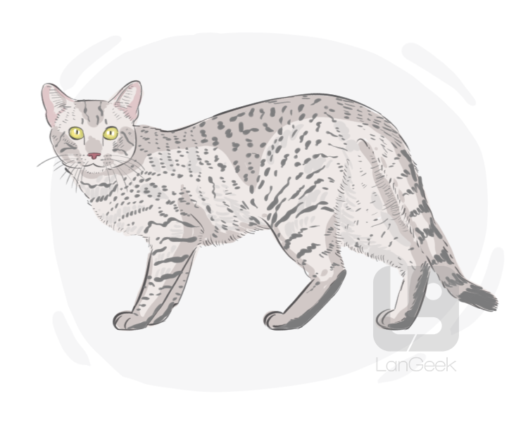 Egyptian Mau definition and meaning