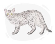 Egyptian Mau