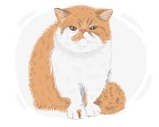 Exotic Shorthair