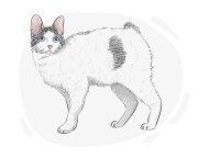 Japanese Bobtail