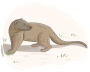 mongoose