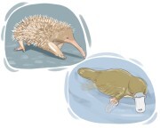 monotreme
