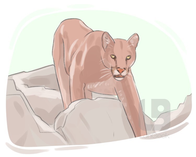 mountain lion definition and meaning