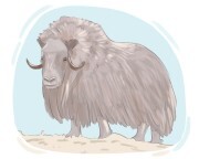 musk ox