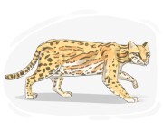 ocelot