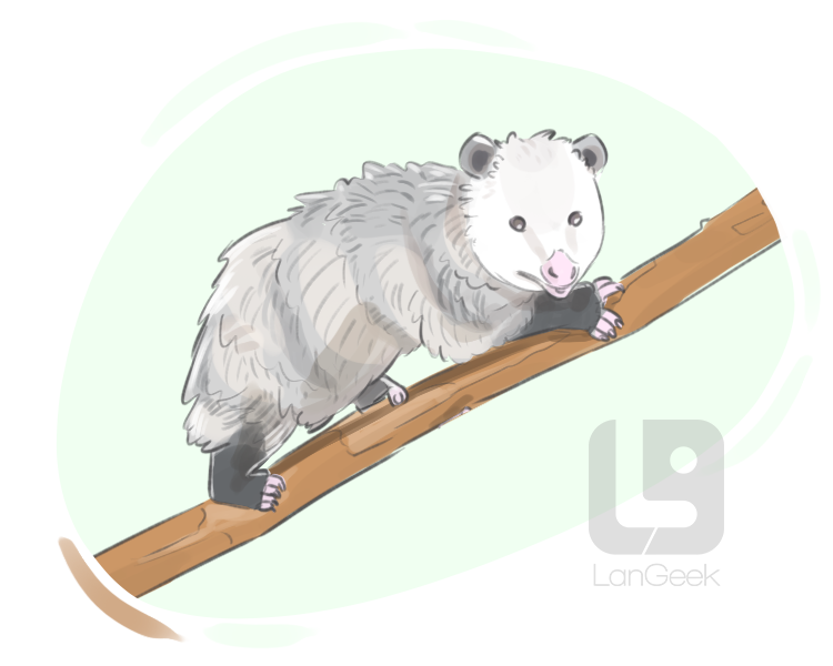 common opossum definition and meaning