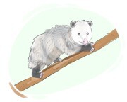 possum