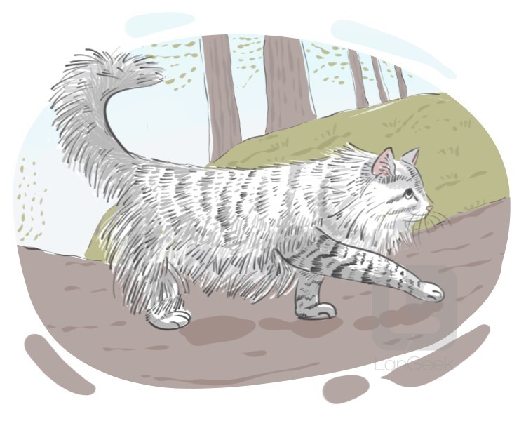 Norwegian Forest cat definition and meaning