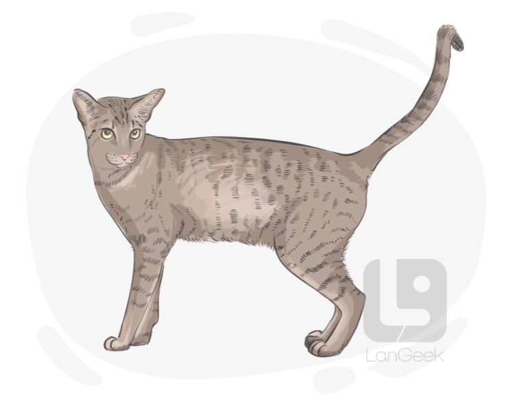 Ocicat definition and meaning