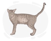Ocicat