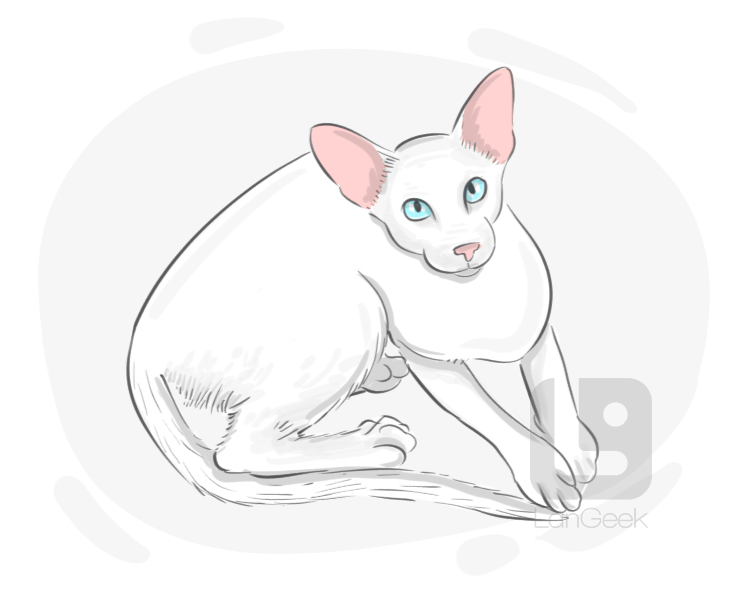 Oriental Shorthair definition and meaning