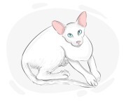 Oriental Shorthair
