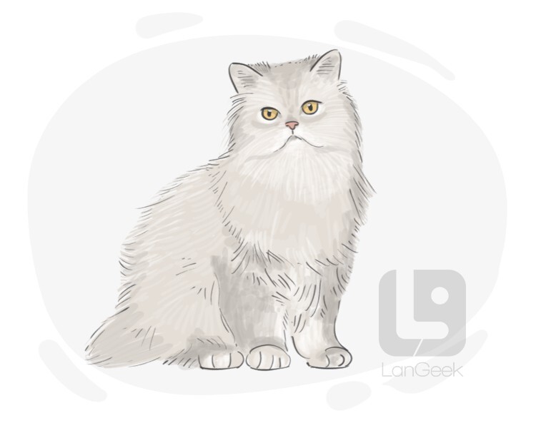 Definition & Meaning of "Persian cat" LanGeek