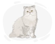 Persian cat