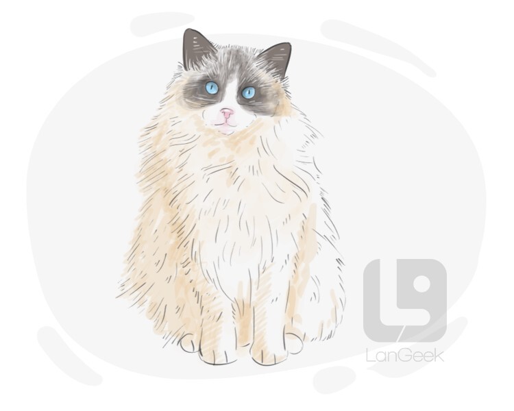 Ragdoll definition and meaning