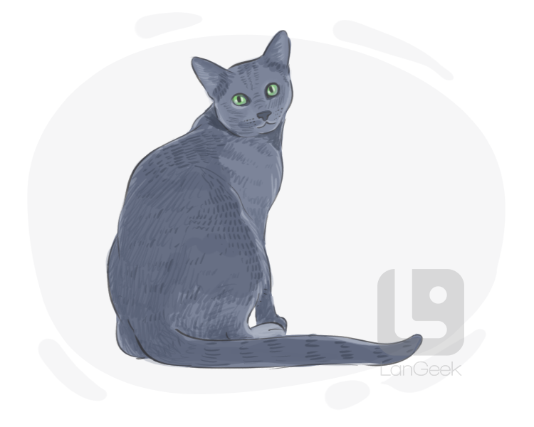 Russian Blue definition and meaning