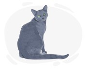 Russian Blue