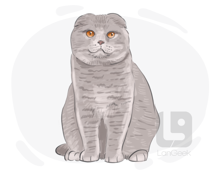 Scottish Fold definition and meaning