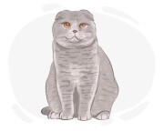 Scottish Fold