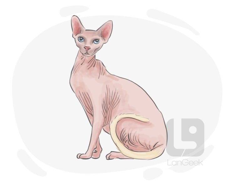 Definition & Meaning of "Sphynx cat" LanGeek