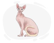Sphynx cat