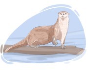 otter