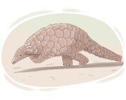 pangolin