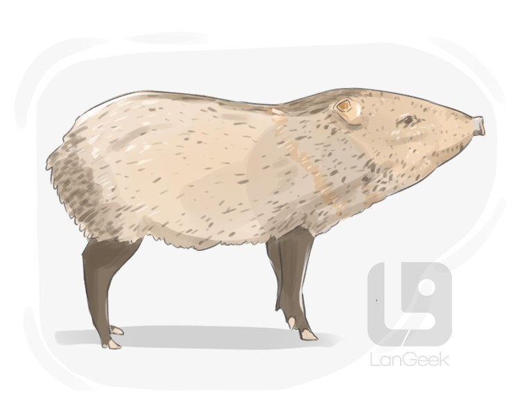 Definition & Meaning of "Javelina" LanGeek