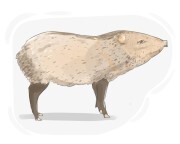peccary