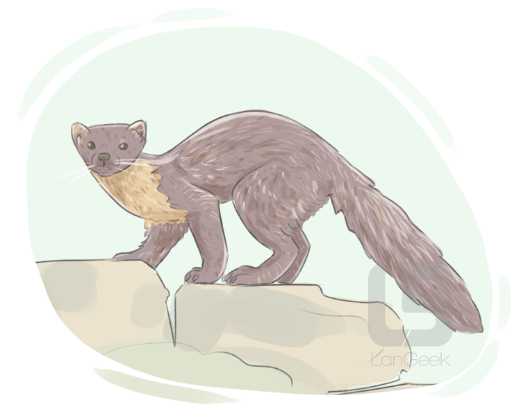 fisher cat definition and meaning
